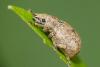 Strophosoma capitatum